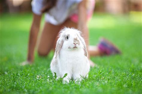 夢到殺動物|夢見寵物死了，夢到寵物死了是什麽意思？